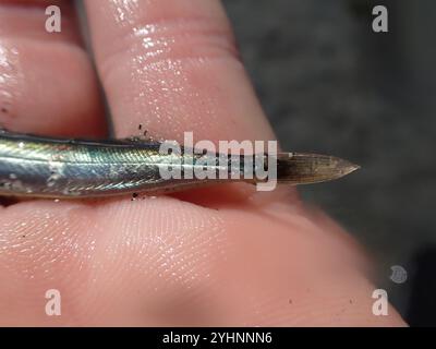 Lancia di sabbia del Pacifico (Ammodytes personatus) Foto Stock