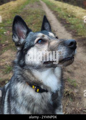 Primo piano di un cane bianco e grigio con una museruola sporca che guarda in alto in modo curioso su un sentiero escursionistico sterrato. Foto Stock