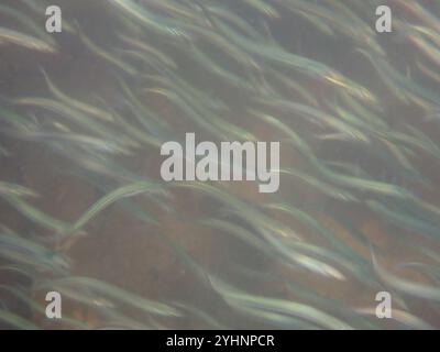 Lancia di sabbia del Pacifico (Ammodytes personatus) Foto Stock