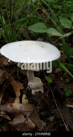 Angelo distruttivo nordamericano orientale (Amanita bisporigera) Foto Stock