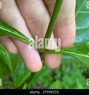 Alghe di latte (Asclepias exaltata) Foto Stock