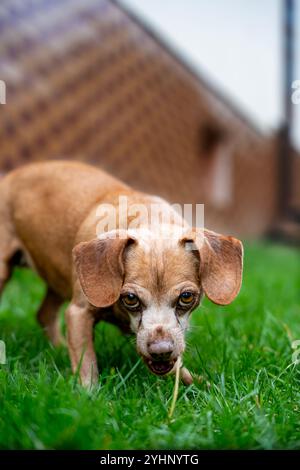 Cane dagli occhi grandi, dachshund mestizo, primo piano Foto Stock