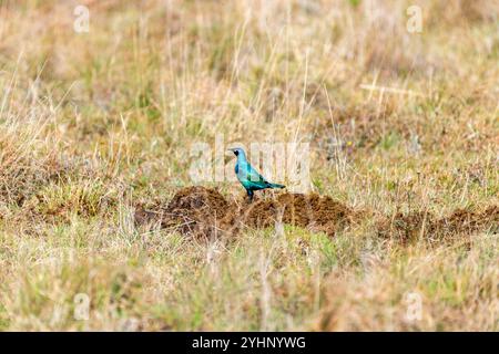 Uno stirling blu in piedi su un mucchio di letame nella riserva di caccia di Schotia, Capo Orientale, Sud Africa Foto Stock