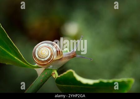 Vista ravvicinata di una lumaca da giardino che si arrampica su una foglia verde con attenzione sulla testa e sul guscio colorato dietro di lui. Foto Stock