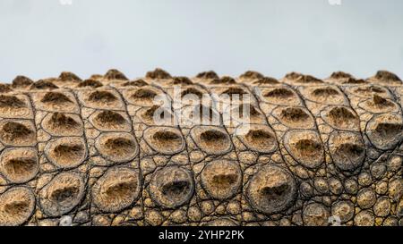 Le scricchiolose scricchiolano sull'armatura della pelle del coccodrillo nella riserva di caccia di Schotia, Capo Orientale, Sud Africa Foto Stock