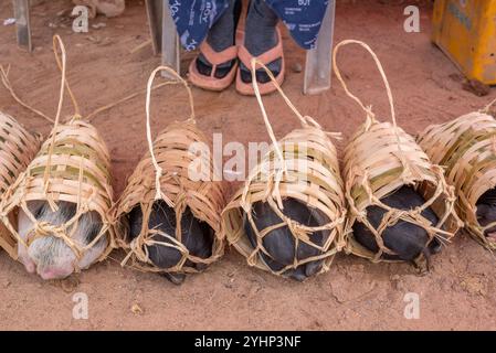 Xepon, Laos - 23 giugno 2023: Vendita di maialini in cesti di vimini. Foto Stock