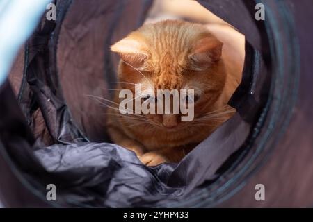 Un gatto carino è comodamente sdraiato in una borsa su cui è stampata la lettera a, godendosi lo spazio accogliente che offre Foto Stock