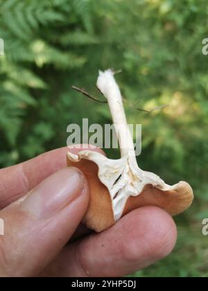 Imbuto comune (Infundibulicybe gibba) Foto Stock