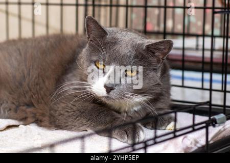 Un bellissimo gatto grigio e bianco, caratterizzato da sorprendenti occhi gialli, è comodamente sdraiato in una gabbia accogliente, godendosi i suoi dintorni Foto Stock