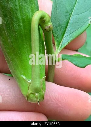 Alghe di latte (Asclepias exaltata) Foto Stock