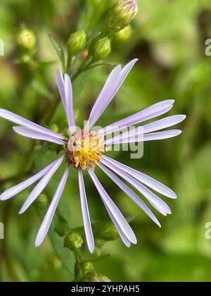 Lindley's Aster (Symphyotrichum ciliolatum) Foto Stock