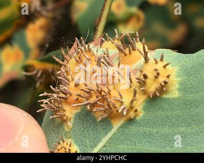 Ruggine ginepro-biancospino (Gymnosporangium globosum) Foto Stock