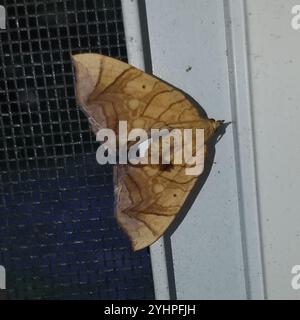 Goto di loper della grande vite (Eulithis gracilineata) Foto Stock