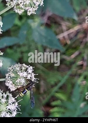 Nobili vespe-sawfly (vespa Tenthredo) Foto Stock