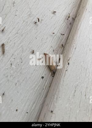 American Dun-bar Moth (Cosmia calami) Foto Stock
