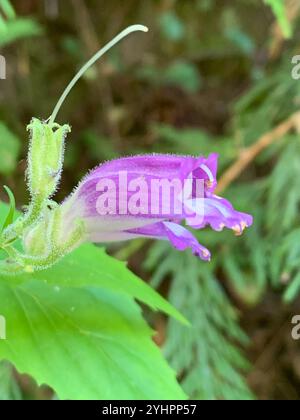 Boodland Beardtongue (Nothochelone nemorosa) Foto Stock