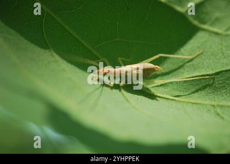 Cricket a due macchie (Neoxabea bipunctata) Foto Stock