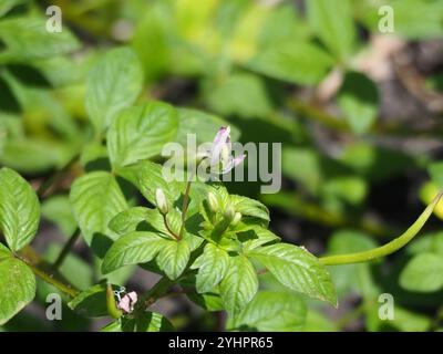 Cleome viola (Cleome rutidosperma) Foto Stock