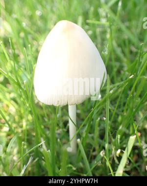 Tappo bianco (Conocybe apala albipes) Foto Stock