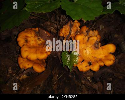 Jack-o'-lanterna dell'America orientale (Omphalotus illudens) Foto Stock