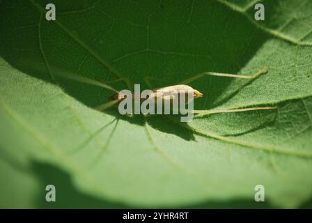 Cricket a due macchie (Neoxabea bipunctata) Foto Stock