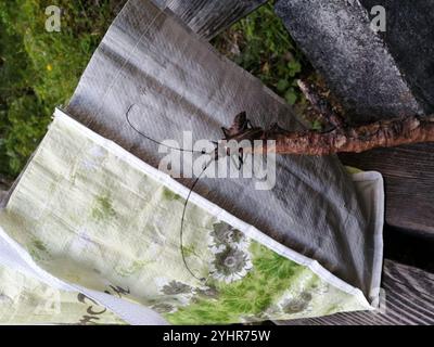Carpenter Sawyer Beetle (Monochamus sartor) Foto Stock