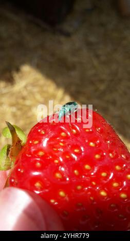 Weevil della foglia dell'immigrato verde (Polydrusus formosus) Foto Stock