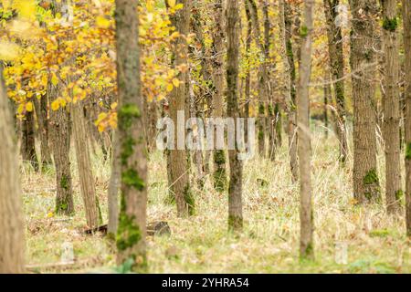 Herbstlicher Wald mit Bäumen und Moos , Deutschland, Assia, Francoforte sul meno, 12.11.2024, Ein dichter Wald im Herbst, mit gelb gefärbtem Laub und moosbedeckten Baumstämmen, der Ruhe und natürliche Schönheit ausstrahlt. *** Foresta autunnale con alberi e muschio , Germania, Assia, Francoforte sul meno, 12 11 2024, una fitta foresta in autunno, con fogliame di colore giallo e tronchi d'albero ricoperti di muschio, che irradiano pace e bellezza naturale Foto Stock