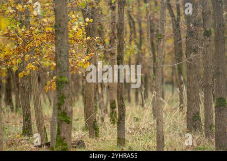 Herbstlicher Wald mit Bäumen und Moos , Deutschland, Assia, Francoforte sul meno, 12.11.2024, Ein dichter Wald im Herbst, mit gelb gefärbtem Laub und moosbedeckten Baumstämmen, der Ruhe und natürliche Schönheit ausstrahlt. *** Foresta autunnale con alberi e muschio , Germania, Assia, Francoforte sul meno, 12 11 2024, una fitta foresta in autunno, con fogliame di colore giallo e tronchi d'albero ricoperti di muschio, che irradiano pace e bellezza naturale Foto Stock