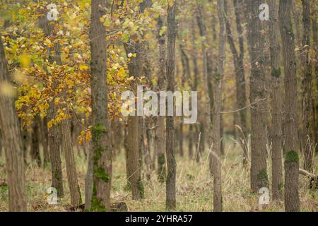 Herbstlicher Wald mit Bäumen und Moos , Deutschland, Assia, Francoforte sul meno, 12.11.2024, Ein dichter Wald im Herbst, mit gelb gefärbtem Laub und moosbedeckten Baumstämmen, der Ruhe und natürliche Schönheit ausstrahlt. *** Foresta autunnale con alberi e muschio , Germania, Assia, Francoforte sul meno, 12 11 2024, una fitta foresta in autunno, con fogliame di colore giallo e tronchi d'albero ricoperti di muschio, che irradiano pace e bellezza naturale Foto Stock