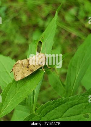 American Dun-bar Moth (Cosmia calami) Foto Stock