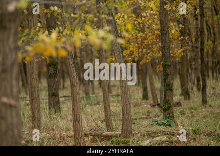 Herbstlicher Wald mit Bäumen und Moos , Deutschland, Assia, Francoforte sul meno, 12.11.2024, Ein dichter Wald im Herbst, mit gelb gefärbtem Laub und moosbedeckten Baumstämmen, der Ruhe und natürliche Schönheit ausstrahlt. *** Foresta autunnale con alberi e muschio , Germania, Assia, Francoforte sul meno, 12 11 2024, una fitta foresta in autunno, con fogliame di colore giallo e tronchi d'albero ricoperti di muschio, che irradiano pace e bellezza naturale Foto Stock