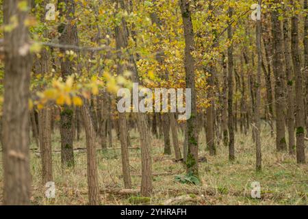 Herbstlicher Wald mit Bäumen und Moos , Deutschland, Assia, Francoforte sul meno, 12.11.2024, Ein dichter Wald im Herbst, mit gelb gefärbtem Laub und moosbedeckten Baumstämmen, der Ruhe und natürliche Schönheit ausstrahlt. *** Foresta autunnale con alberi e muschio , Germania, Assia, Francoforte sul meno, 12 11 2024, una fitta foresta in autunno, con fogliame di colore giallo e tronchi d'albero ricoperti di muschio, che irradiano pace e bellezza naturale Foto Stock