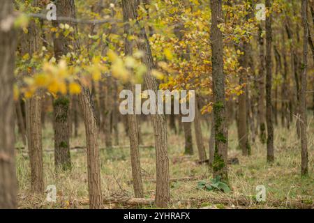 Herbstlicher Wald mit Bäumen und Moos , Deutschland, Assia, Francoforte sul meno, 12.11.2024, Ein dichter Wald im Herbst, mit gelb gefärbtem Laub und moosbedeckten Baumstämmen, der Ruhe und natürliche Schönheit ausstrahlt. *** Foresta autunnale con alberi e muschio , Germania, Assia, Francoforte sul meno, 12 11 2024, una fitta foresta in autunno, con fogliame di colore giallo e tronchi d'albero ricoperti di muschio, che irradiano pace e bellezza naturale Foto Stock