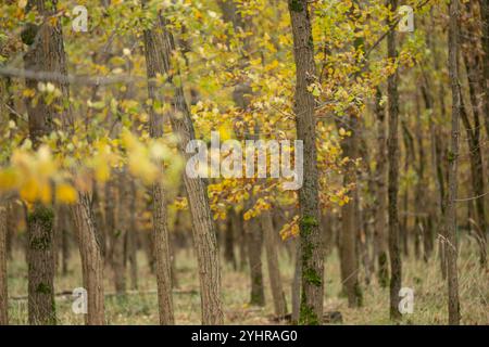 Herbstlicher Wald mit Bäumen und Moos , Deutschland, Assia, Francoforte sul meno, 12.11.2024, Ein dichter Wald im Herbst, mit gelb gefärbtem Laub und moosbedeckten Baumstämmen, der Ruhe und natürliche Schönheit ausstrahlt. *** Foresta autunnale con alberi e muschio , Germania, Assia, Francoforte sul meno, 12 11 2024, una fitta foresta in autunno, con fogliame di colore giallo e tronchi d'albero ricoperti di muschio, che irradiano pace e bellezza naturale Foto Stock
