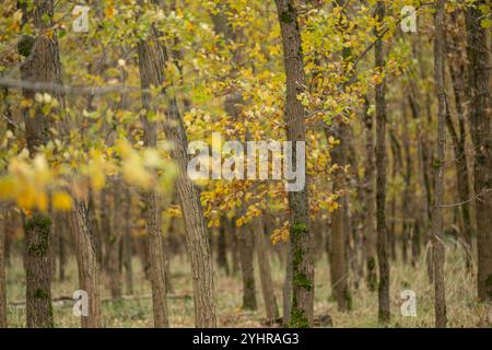 Herbstlicher Wald mit Bäumen und Moos , Deutschland, Assia, Francoforte sul meno, 12.11.2024, Ein dichter Wald im Herbst, mit gelb gefärbtem Laub und moosbedeckten Baumstämmen, der Ruhe und natürliche Schönheit ausstrahlt. *** Foresta autunnale con alberi e muschio , Germania, Assia, Francoforte sul meno, 12 11 2024, una fitta foresta in autunno, con fogliame di colore giallo e tronchi d'albero ricoperti di muschio, che irradiano pace e bellezza naturale Foto Stock