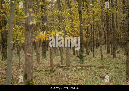 Herbstlicher Wald mit Bäumen und Moos , Deutschland, Assia, Francoforte sul meno, 12.11.2024, Ein dichter Wald im Herbst, mit gelb gefärbtem Laub und moosbedeckten Baumstämmen, der Ruhe und natürliche Schönheit ausstrahlt. *** Foresta autunnale con alberi e muschio , Germania, Assia, Francoforte sul meno, 12 11 2024, una fitta foresta in autunno, con fogliame di colore giallo e tronchi d'albero ricoperti di muschio, che irradiano pace e bellezza naturale Foto Stock