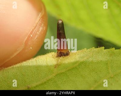 Hickory Awl-Shapes Gall Midge (Caryomyia subulata) Foto Stock