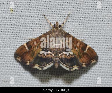 Barbabietola maculata Webworm Moth (Hymenia perspectalis) Foto Stock