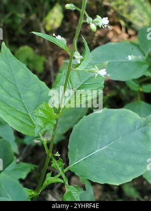 tonalità notte dell'incantatore a foglia larga (Circaea canadensis) Foto Stock