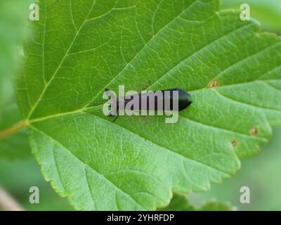 Black Dancer Caddisfly (Mystacides sepulchralis) Foto Stock