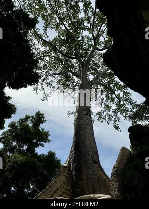 La natura sta riprendendo il proprio spazio , alberi nelle rovine dei vecchi templi di Angkor, Siem Reap, Cambogia Foto Stock