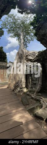 La natura sta riprendendo il proprio spazio , alberi nelle rovine dei vecchi templi di Angkor, Siem Reap, Cambogia Foto Stock