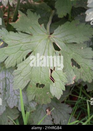 Druce's Crane's Bill (Geranium x oxonianum) Foto Stock