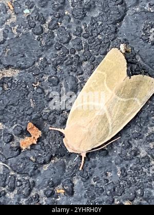 American Dun-bar Moth (Cosmia calami) Foto Stock