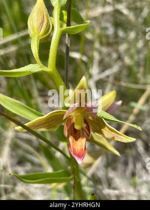 Orchidea (Epipactis gigantea) Foto Stock