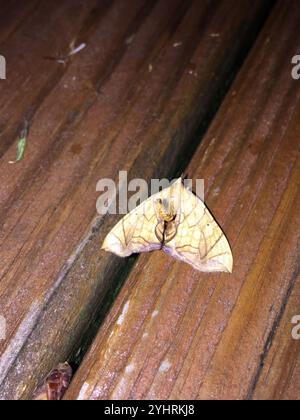 Goto di loper della grande vite (Eulithis gracilineata) Foto Stock