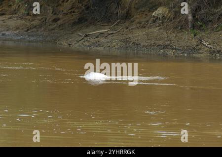 Delfino del fiume boliviano (Inia geoffrensis boliviensis) Foto Stock