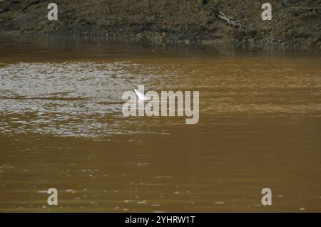 Delfino del fiume boliviano (Inia geoffrensis boliviensis) Foto Stock