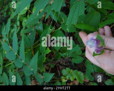 Boodland Beardtongue (Nothochelone nemorosa) Foto Stock